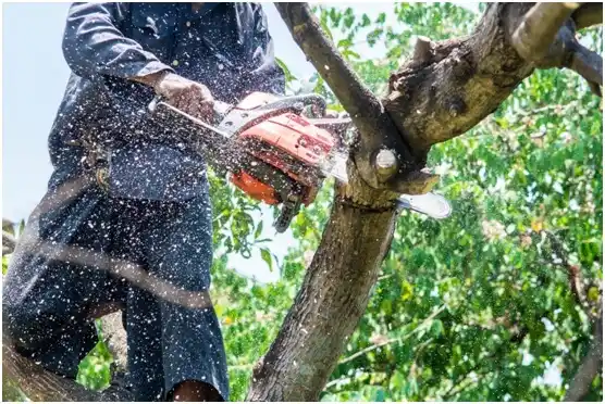 tree services Walworth